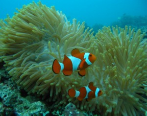 Clown Fish - Belongas Bay